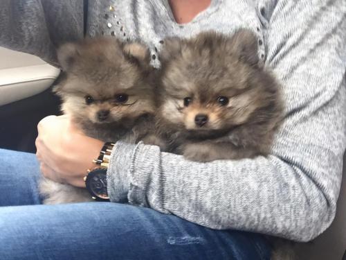 11800592 879453582104401 7967485611172418754 n